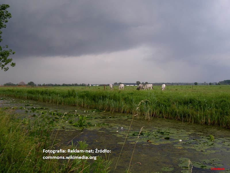 Bilje i Baranja